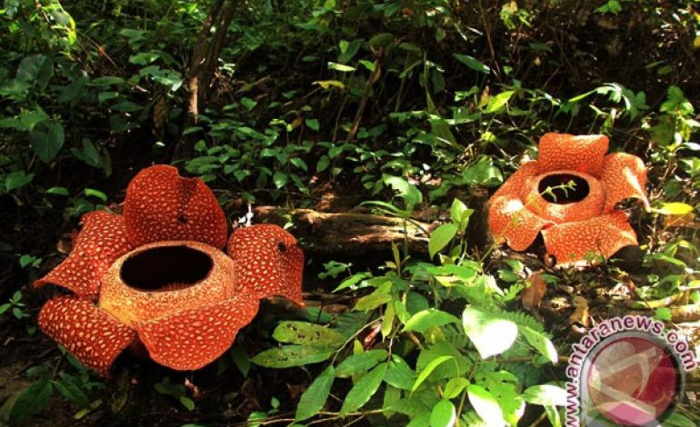 Kekayaan Flora Indonesia : Dari Sabang hingga Merauke