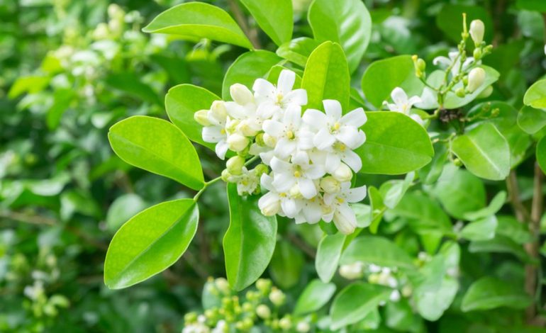 Bunga Melati Vietnam: Harum dan Ikonik dalam Kehidupan