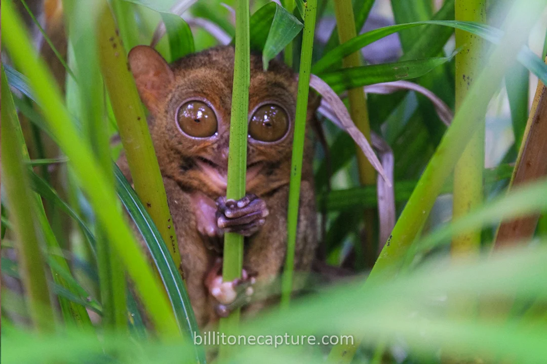 Pesona Fauna Laut Bangka Belitung