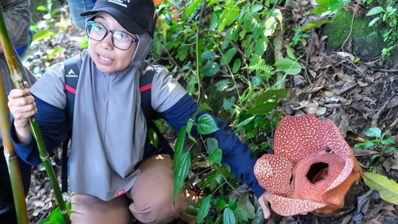Upaya Pelestarian Flora Langka di Bangka Belitung